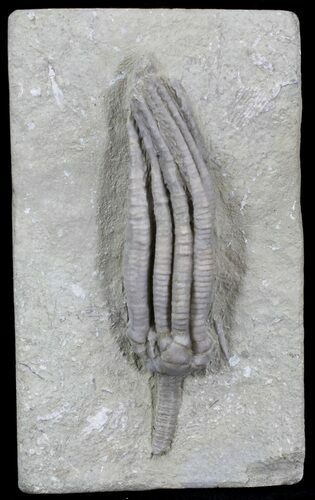 Beautiful Parascytalocrinus Validus Crinoid - Indiana #29392